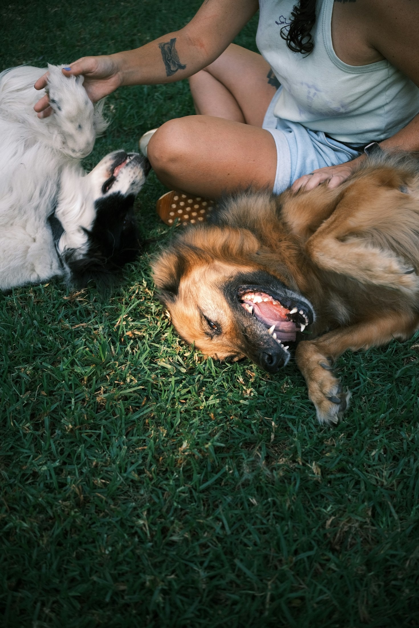 Perros terapeutas: amigos que curan el alma