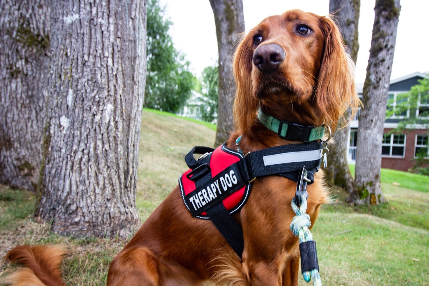 Educación y sensibilización sobre la terapia asistida con perros